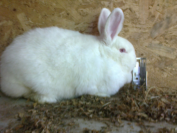 Am 6 luni - FEMELA 2 NEO