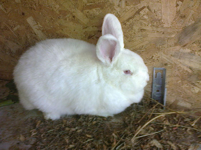 Am 6 luni - FEMELA 2 NEO