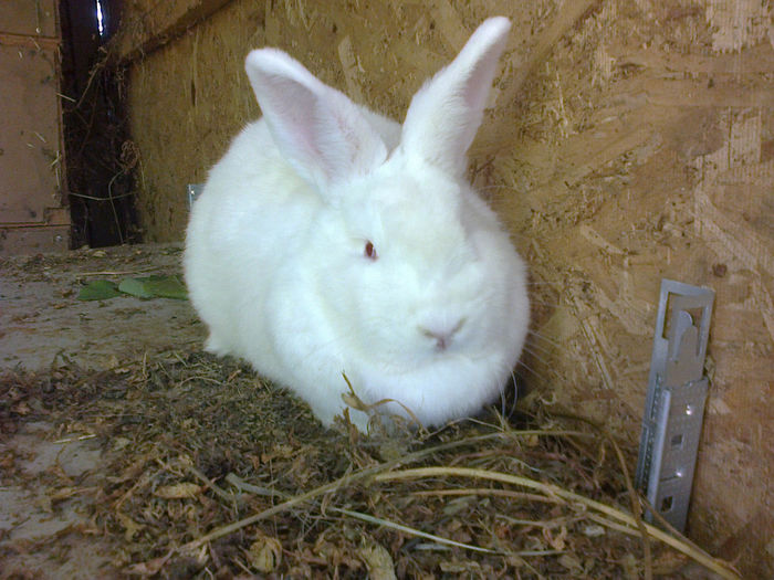 Am 6 luni - FEMELA 2 NEO