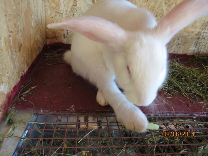 IMG_0522 - Urias german alb