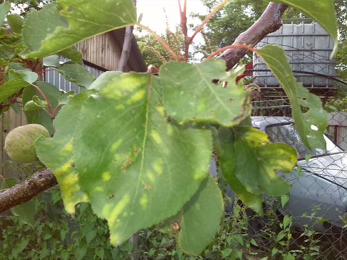 mozaicul frunzelor; plum pox
