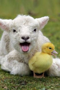 867930_J52MWDIJXFBESLHPFGD7SR6M52AKX3_51-lamb-duckling_H133250_L