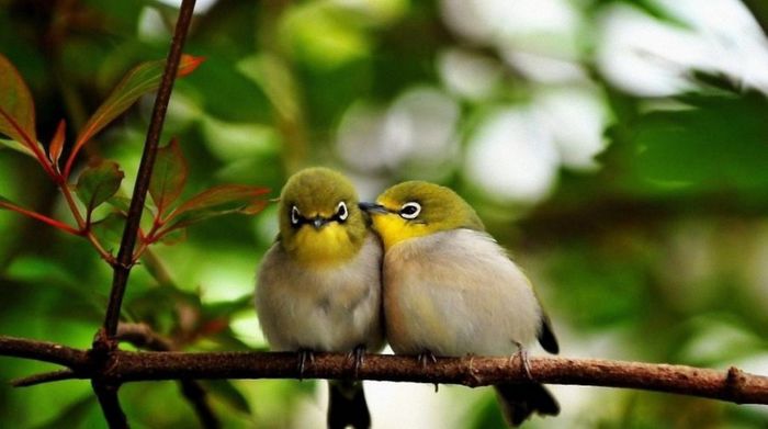 animal-couple-4-1024x572 - Animale- funny