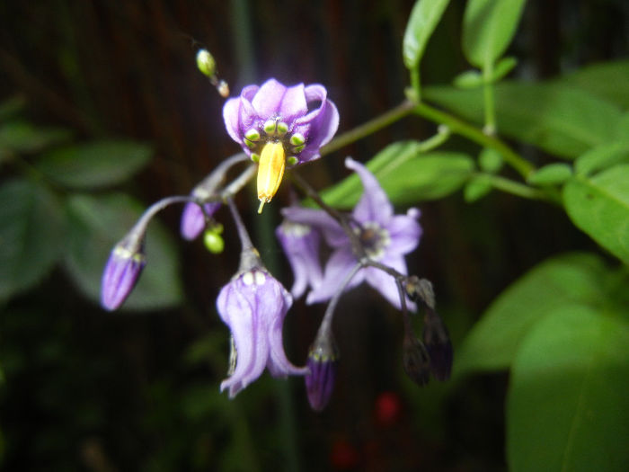 Solanum dulcamara (2014, June 07)