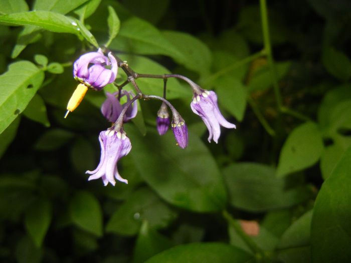 Solanum dulcamara (2014, June 07) - Solanum dulcamara