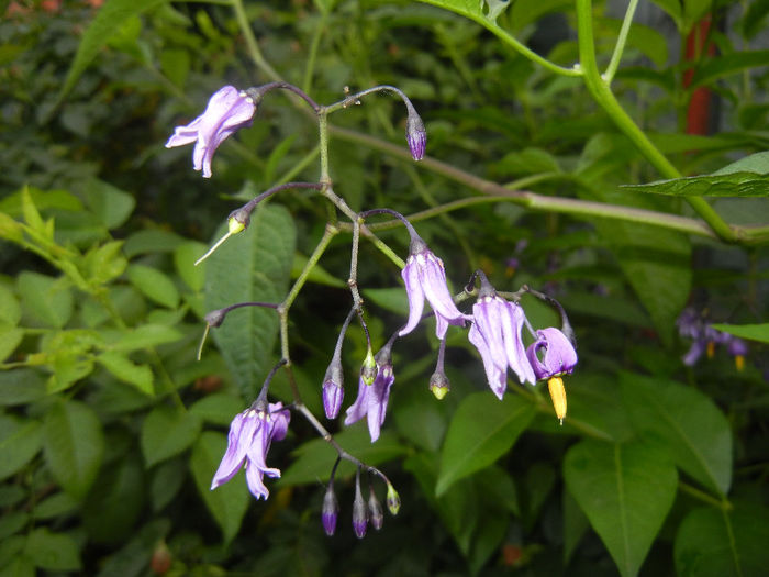 Solanum dulcamara (2014, June 07)