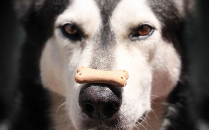 Alaskan-malamute-dog-food-face-nose-spotted - O_o Cand trecem de la hrana de junior la cea de adult O_o