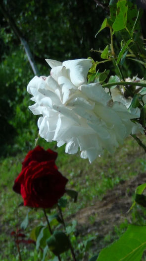 DSC01528