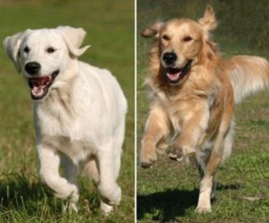 labrador-golden1-0n