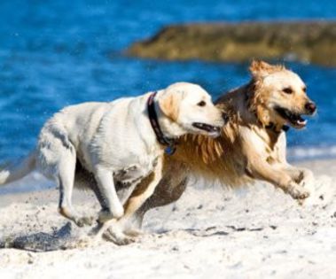 labrador-golden2 - O_o Diferente intre Golden Retriever vs Labrador Retriever O_o