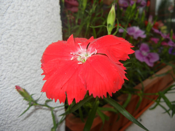 Red Dianthus (2014, June 07)