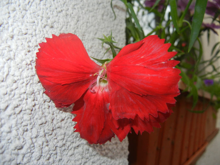 Red Dianthus (2014, June 07)