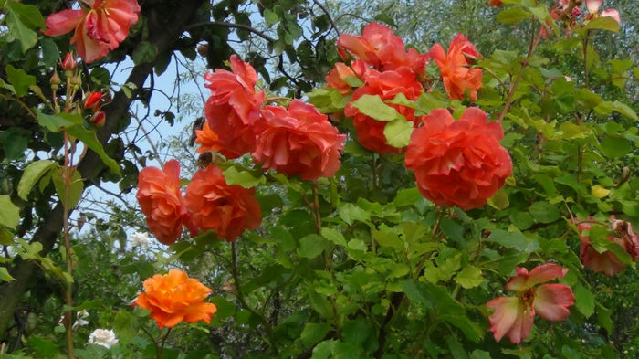 DSC01548
