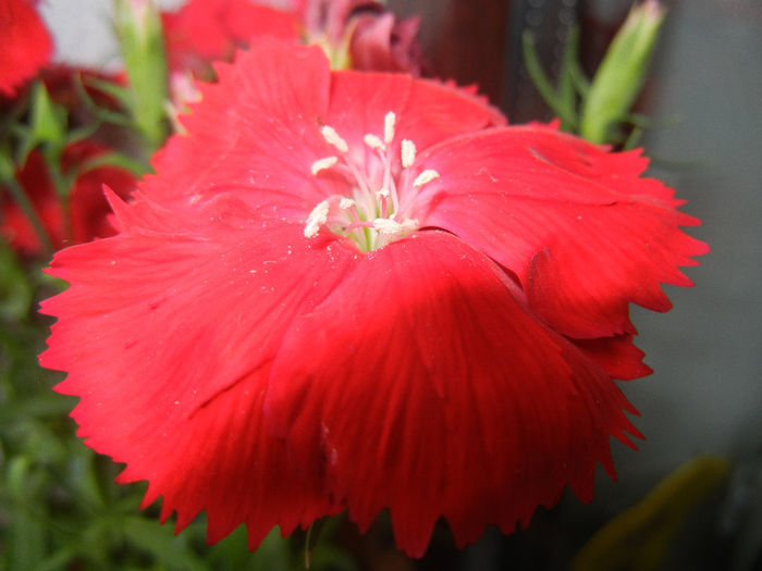 Red Dianthus (2014, June 07) - DIANTHUS_Garoafe Garofite