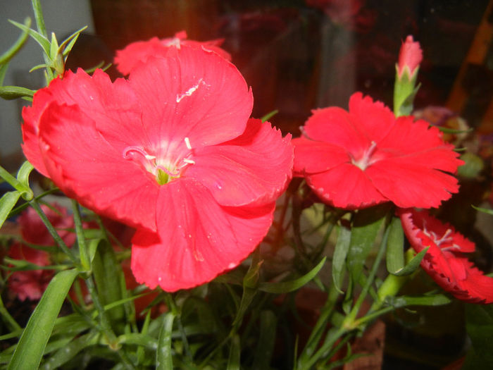 Red Dianthus (2014, June 07) - DIANTHUS_Garoafe Garofite