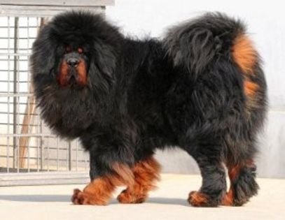 mastiff-tibetan - O_o Mastifful Tibetan - vigoare de pe acoperisul lumii O_o