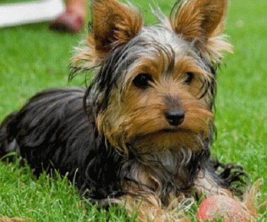 Yorkshire-Terrier111-0n