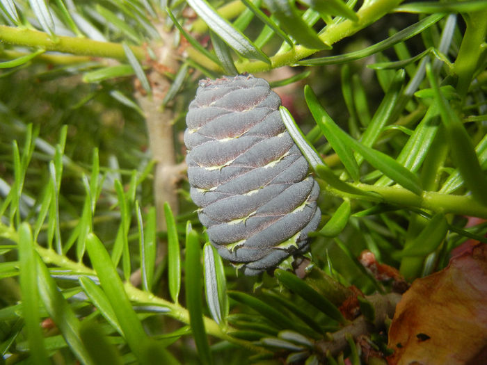 Abies koreana (2014, June 07)