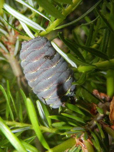 Abies koreana (2014, June 07) - Abies koreana_Korean Fir