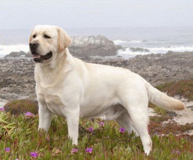 Labrador-Retriever-0n - O_o Curiozitati despre Labrador Retriever O_o