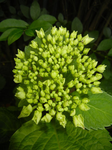 Hydrangea macrophylla (2014, May 24) - HYDRANGEA Hortensia