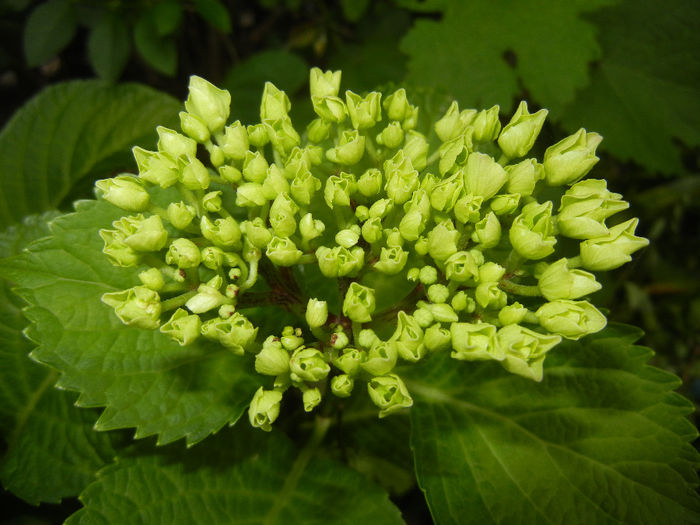 Hydrangea macrophylla (2014, May 24)