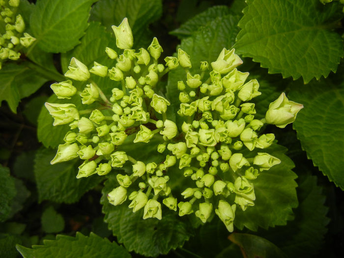 Hydrangea macrophylla (2014, May 24) - HYDRANGEA Hortensia