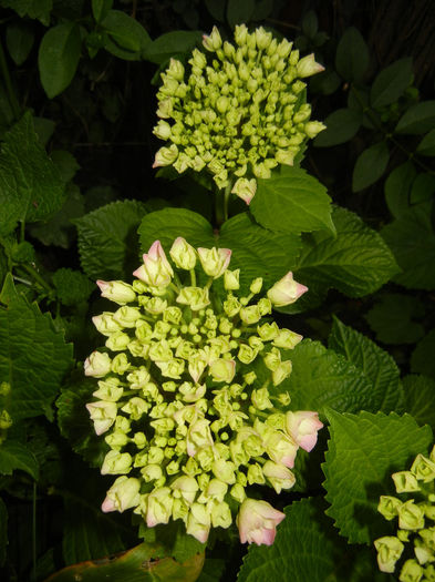 Hydrangea macrophylla (2014, May 27) - HYDRANGEA Hortensia
