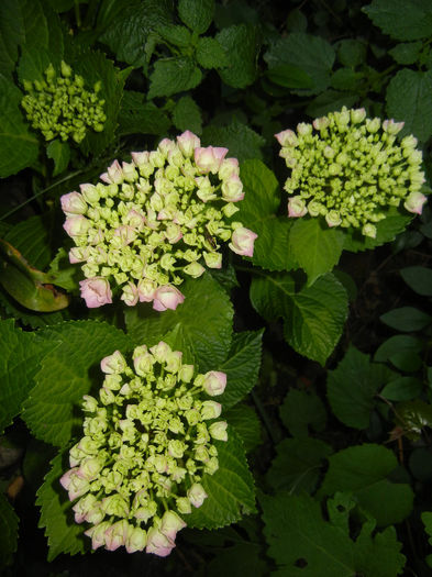 Hydrangea macrophylla (2014, May 28) - HYDRANGEA Hortensia