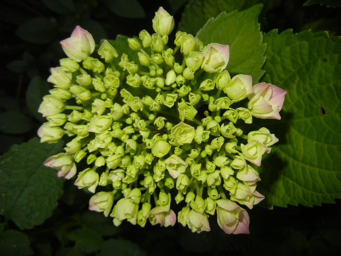 Hydrangea macrophylla (2014, May 28) - HYDRANGEA Hortensia