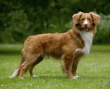 caine-ratza-0n - O_o Nova Scotia Duck Tolling Retriever O_o