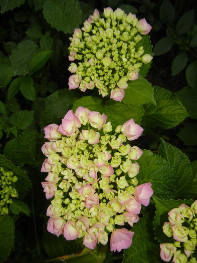 Hydrangea macrophylla (2014, May 29) - HYDRANGEA Hortensia