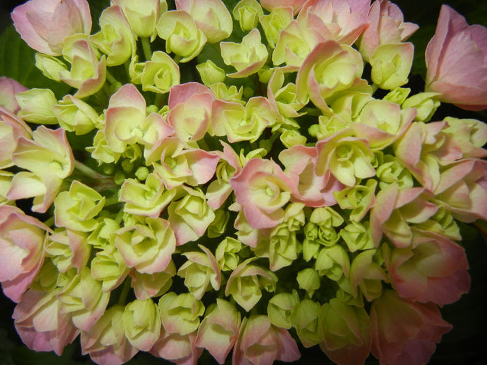 Hydrangea macrophylla (2014, May 29) - HYDRANGEA Hortensia