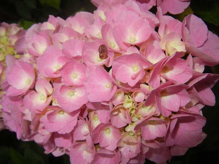 Hydrangea macrophylla (2014, June 04)