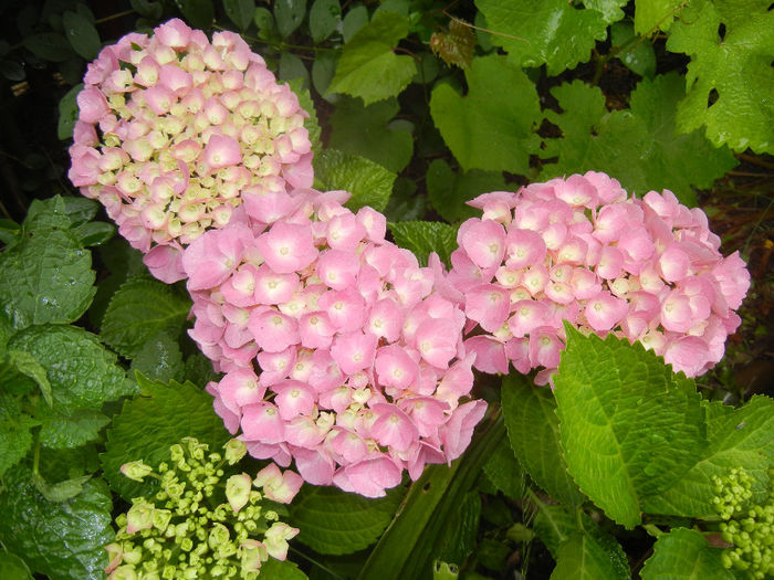 Hydrangea macrophylla (2014, June 05)