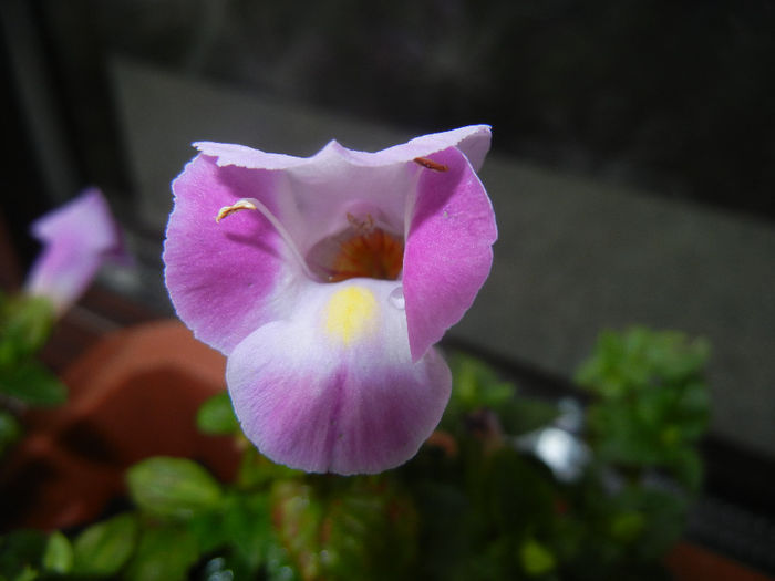 Torenia Rose Dream (2014, June 07) - TORENIA Rose Dream