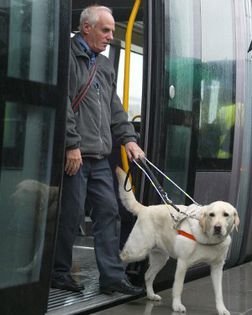 caine-utilitar - O_o Cainii ghizi pentru nevazatoriO_o