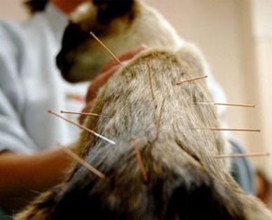 acupuncture-pisi - O_o Acupunctura pentru animaleO_o