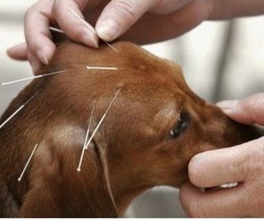 acupuncture-dog-0n - O_o Acupunctura pentru animaleO_o