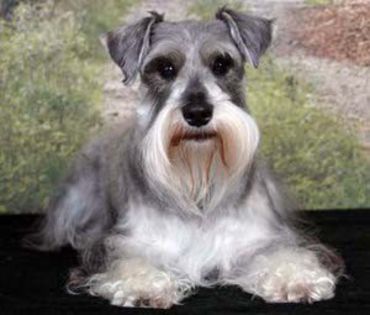 Schnauzer