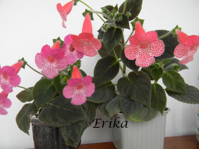 Sunshine comparatie var1 - var2 ' - Sunshine