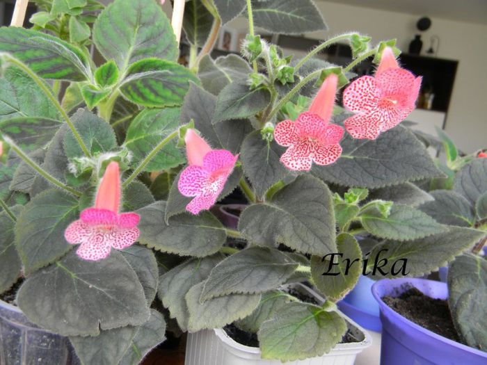 Sunshine comparatie var1 - var2 - Sunshine