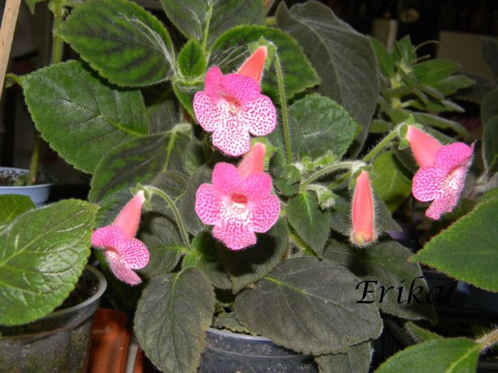 Sunshine var1 01-06-2014