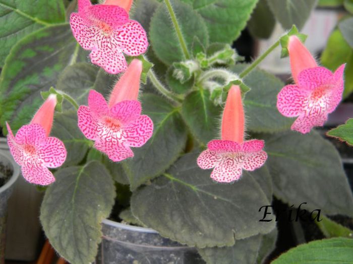 Sunshine var1 02-06-2014