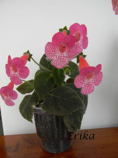 Sunshine var1 09-06-2014 '