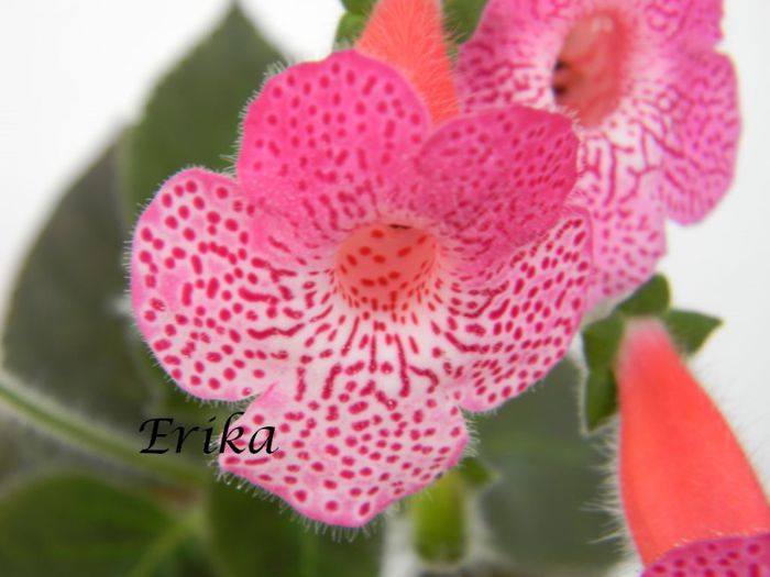 Sunshine var1 09-06-2014