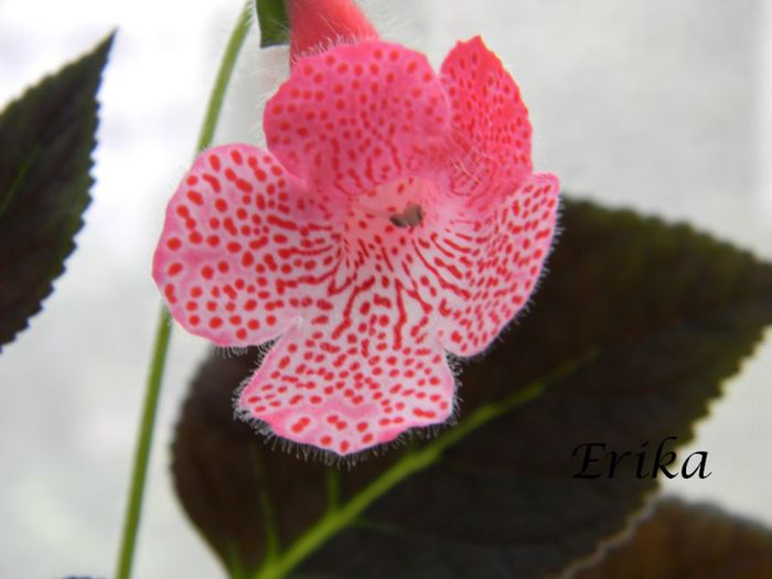 Sunshine var2 01-06-2014