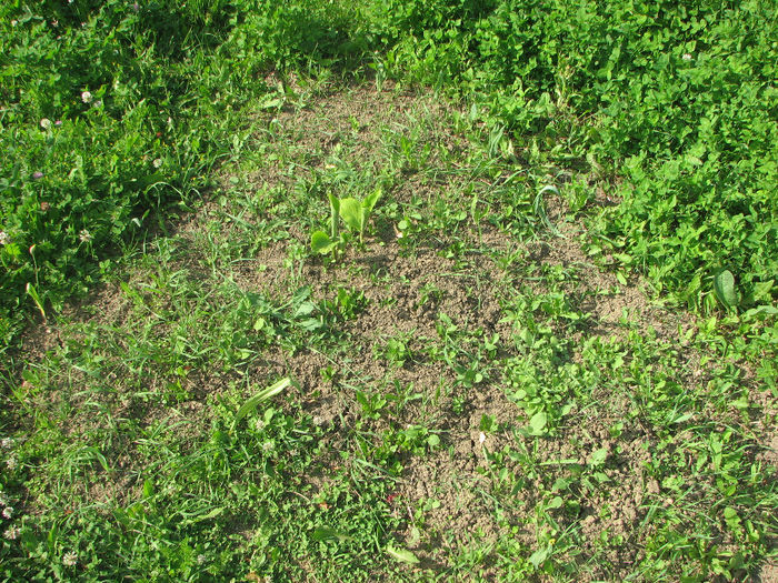 Inima (38) - Inima infloritoare