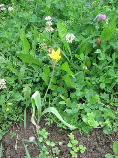 Inima (43) - Inima infloritoare