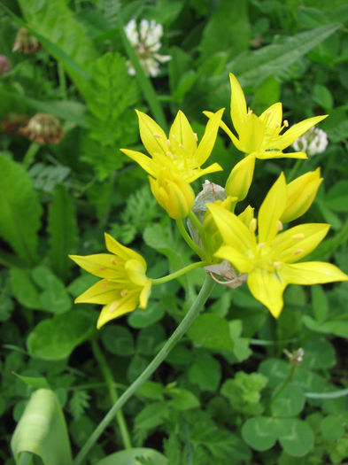 Inima (47) - Inima infloritoare